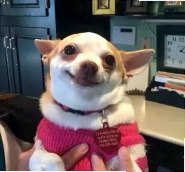 Chihuahua meme với biểu cảm ngơ ngác đáng yêu