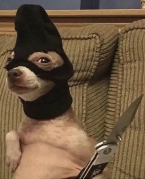 Chihuahua meme với đôi mắt lim dim