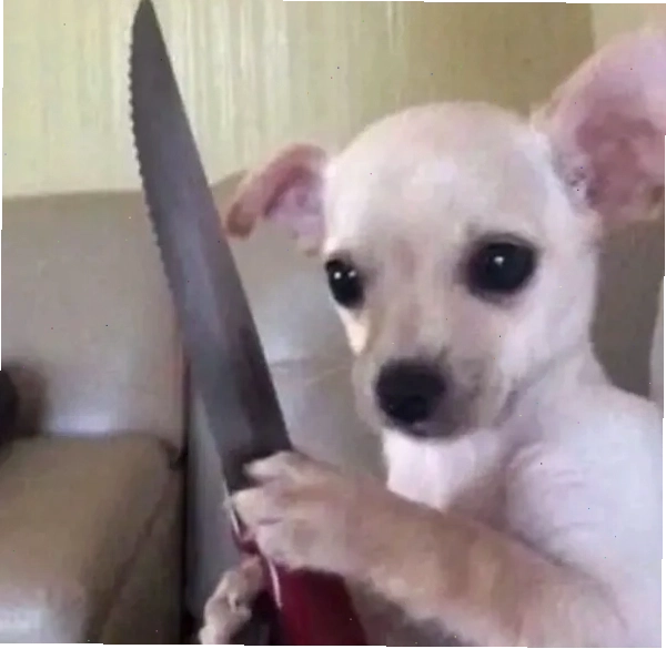 Chihuahua meme với đôi mắt tròn xoe