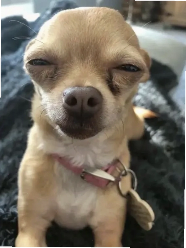 Chihuahua meme với khuôn mặt hơi cau có