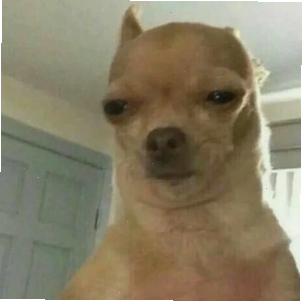 Chihuahua meme với khuôn mặt ngơ ngác nhìn xung quanh