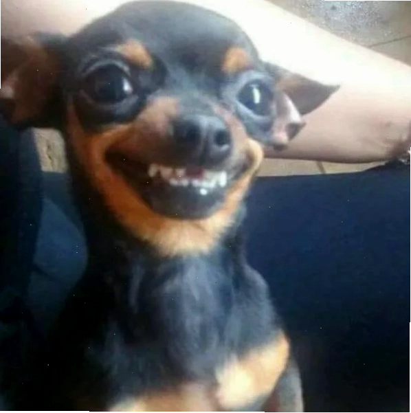 Chihuahua meme với vẻ mặt ngạc nhiên