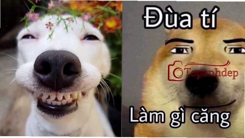 Chó biểu cảm chỉ tay lên trời thể hiện sự bất lực