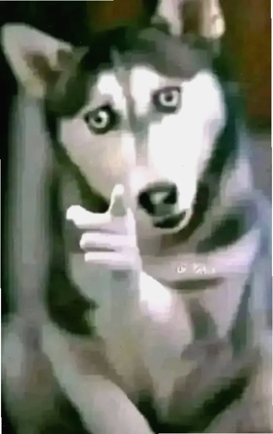 Chó Husky lém lỉnh chỉ tay với ánh mắt tinh nghịch đầy biểu cảm