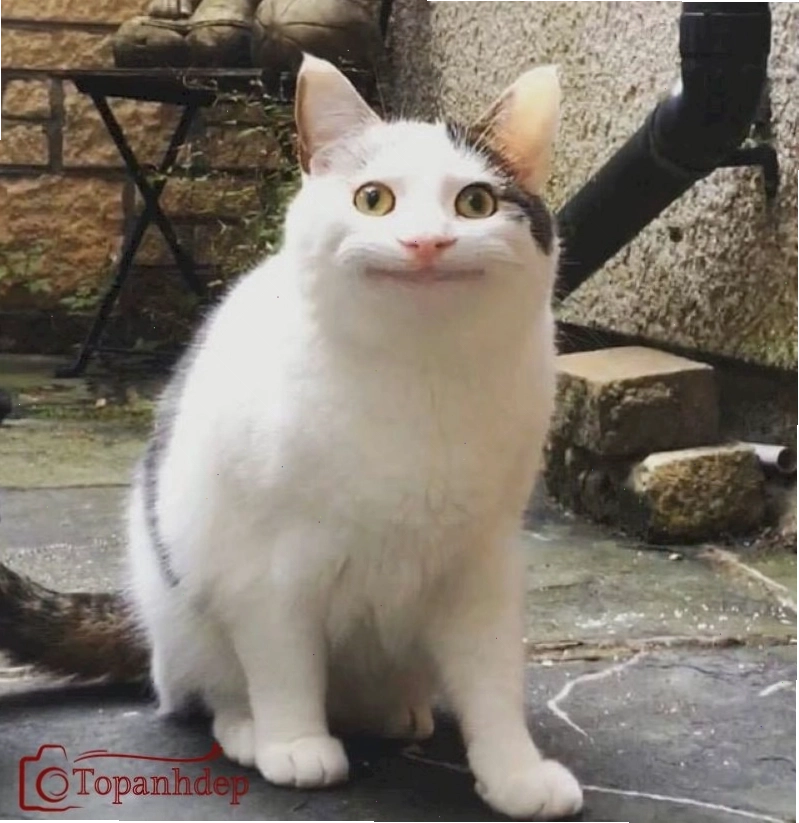 Chó với nụ cười đểu cáng và ngón tay chỉ thẳng