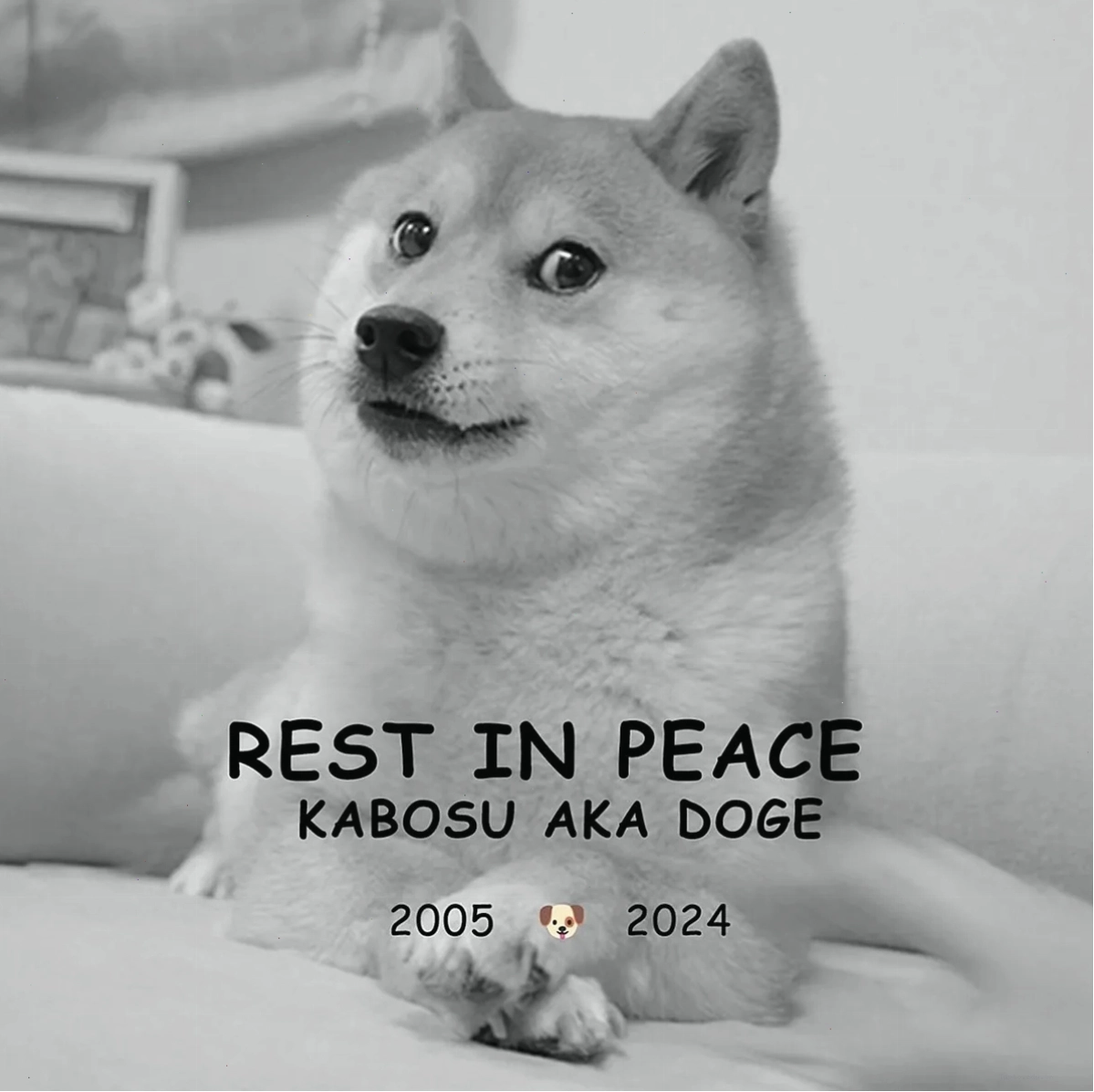 Chú chó Kabosu, linh hồn của Doge Meme, với ánh mắt biểu cảm và dòng chữ "REST IN PEACE"