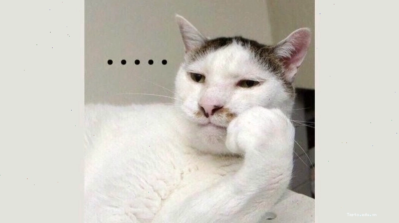 Cùng cười với những hình meme chán vui nhộn