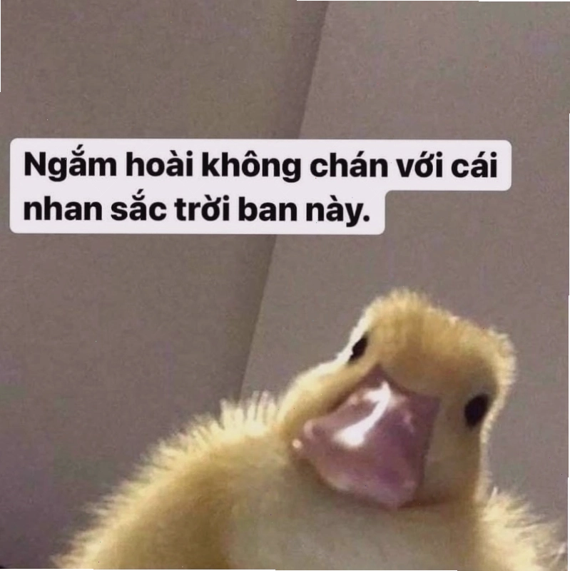 Gợi ý những bức meme chán cute
