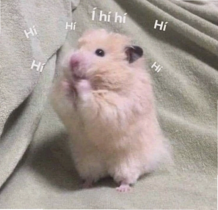 Hamster meme với biểu cảm ngạc nhiên đáng yêu