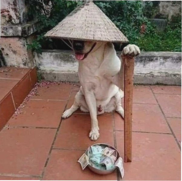 Hình ảnh chú chó đội nón ăn xin chế hài hước