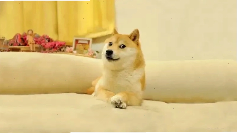 Hình ảnh meme Doge hài hước