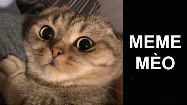 Hình ảnh meme mèo quay lưng tỏ vẻ giận dỗi