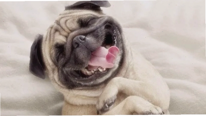 Hình ảnh meme về chú chó đang cười khiến nhiều người thích thú.