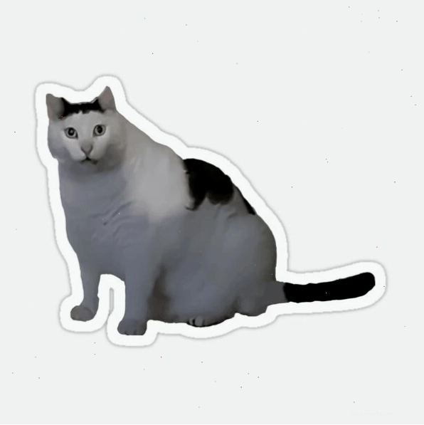 Huh Cat Meme