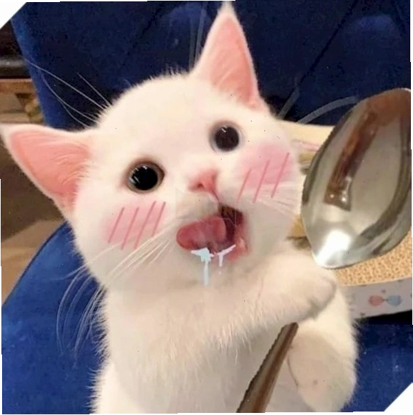 Khó đỡ cực mạnh với mèo há miệng meme biểu cảm ngơ ngác