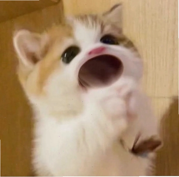 Khoe ảnh meme con mèo há miệng để tăng tương tác liền