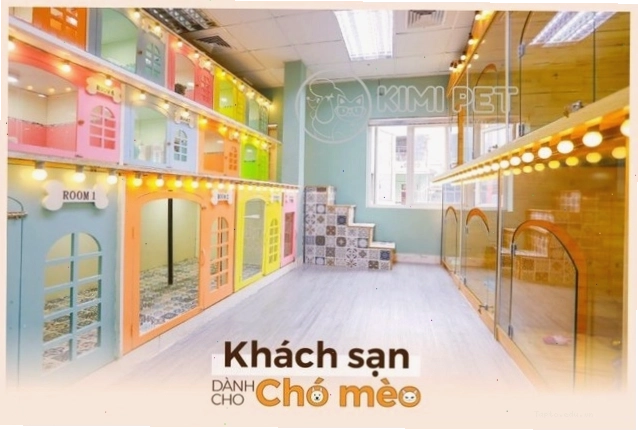 Không gian khách sạn cho thú cưng uy tín và sang trọng