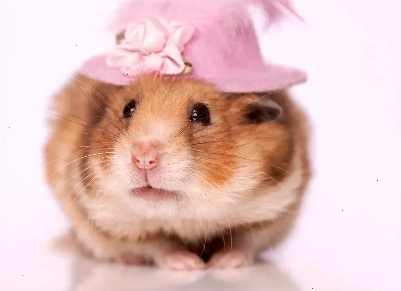 Meme ảnh chuột hamster hài hước đang ăn