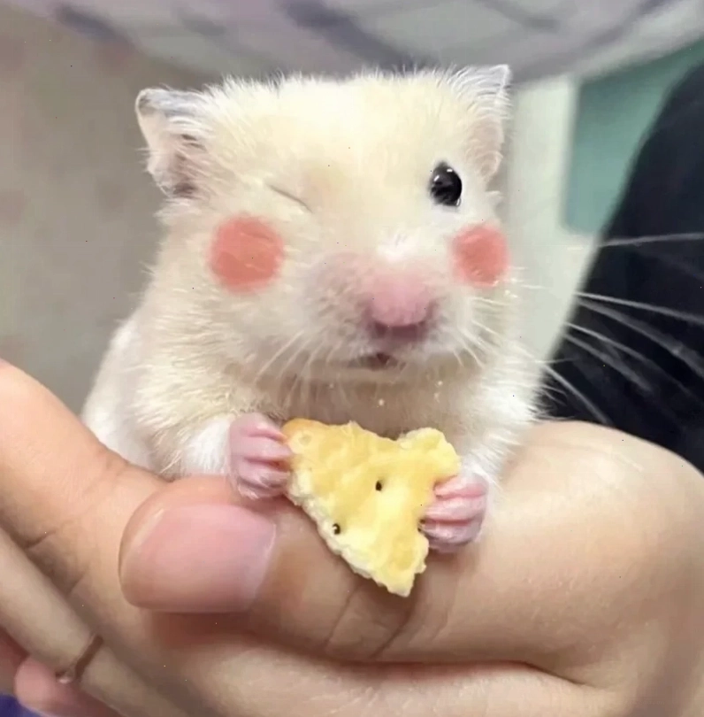 Meme ảnh chuột hamster với biểu cảm ngộ nghĩnh