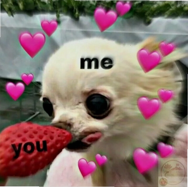 Meme chihuahua đáng yêu với bộ trang phục ngộ nghĩnh