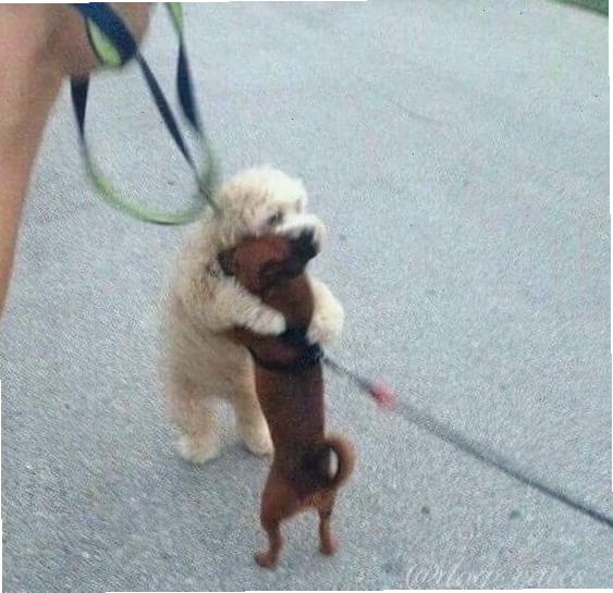 Meme chó con ôm với biểu cảm dễ thương