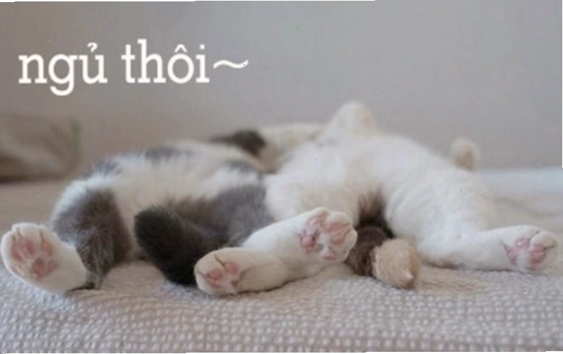 Meme chú gấu trúc nhỏ đang ngáp, biểu tượng cho sự buồn ngủ