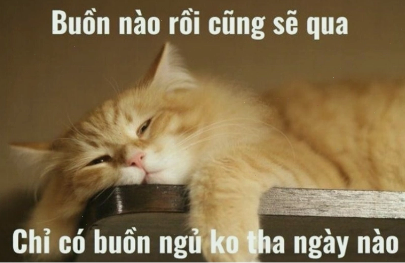 Meme chú mèo con đang lim dim ngủ với lời chúc ngủ ngon dễ thương