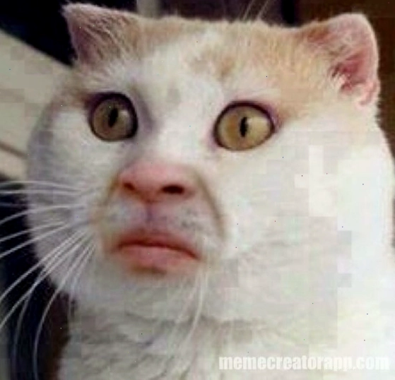 Meme con mèo nhăn mặt thể hiện sự khó chịu