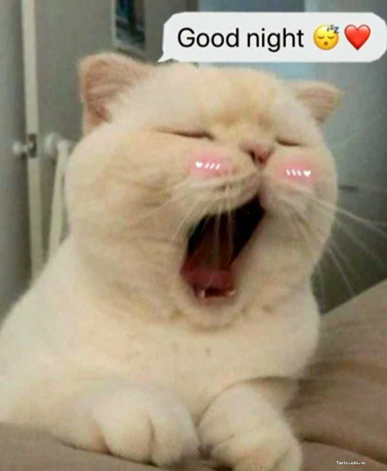 Meme dễ thương với hình ảnh động vật ôm nhau ngủ