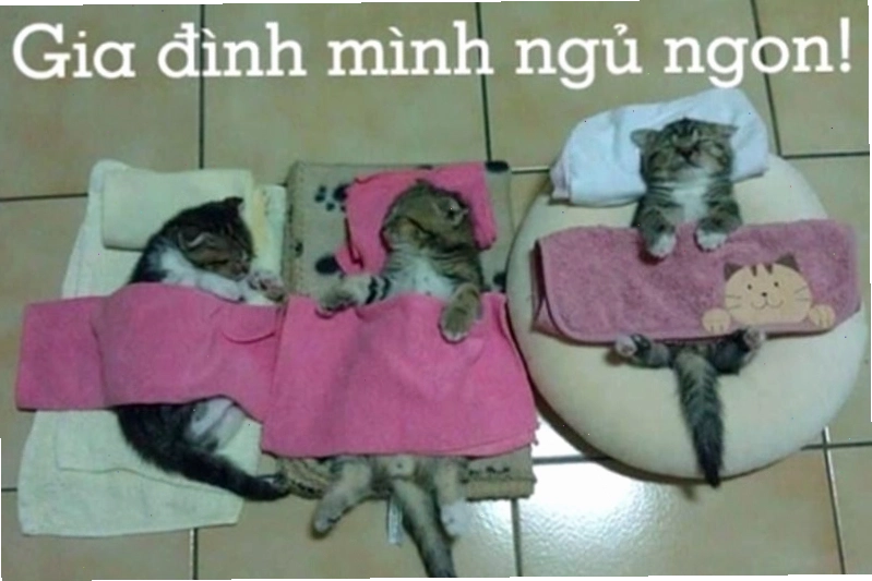 Meme động vật với biểu cảm lạ thường kèm thông điệp chúc ngủ ngon