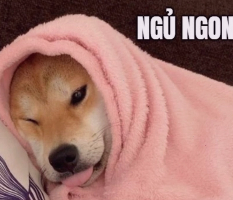 Meme động vật với hiệu ứng hình ảnh đặc biệt