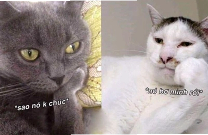 Meme động vật với vẻ mặt bí ẩn kèm lời chúc ngủ ngon