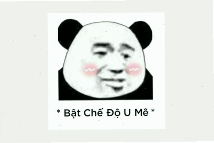 Meme gấu trúc hài hước với biểu cảm độc đáo