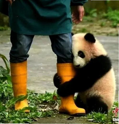 Meme gấu trúc năn nỉ thể hiện sự khẩn khoản