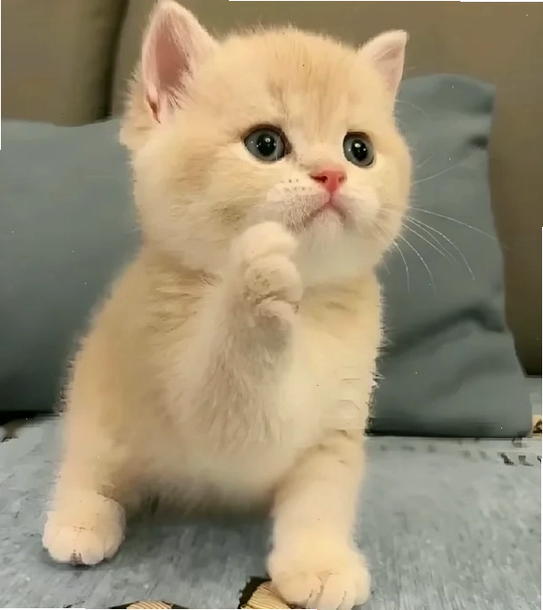 Meme khỉ thắc mắc đầy biểu cảm