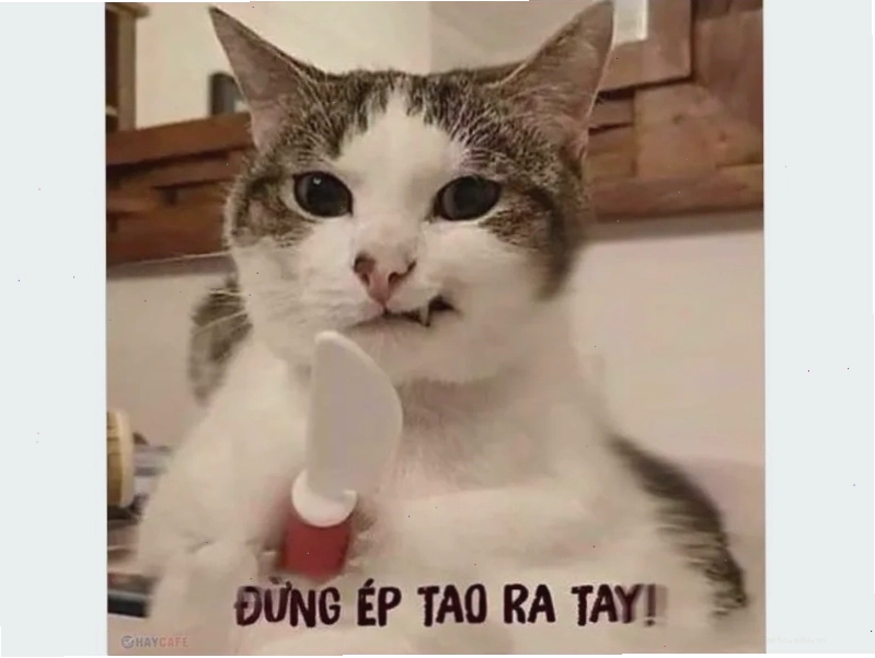 Meme mèo biểu cảm buồn bã