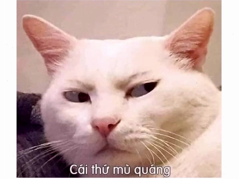Meme mèo đang