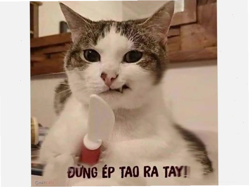 Meme mèo đang