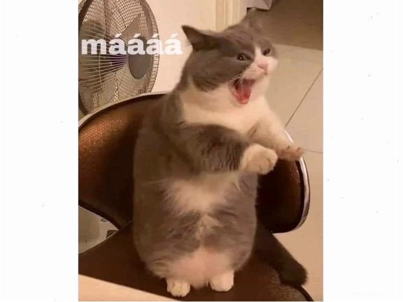 Meme mèo đang
