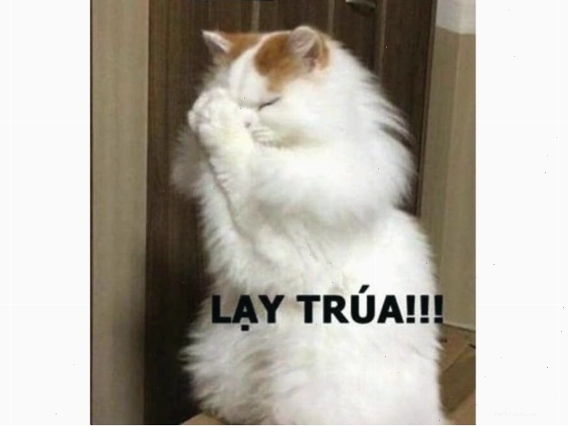 Meme mèo đang làm nũng