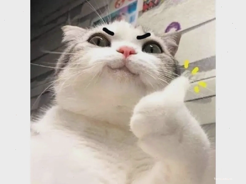Meme mèo dỗi với ánh mắt trách móc vì đói