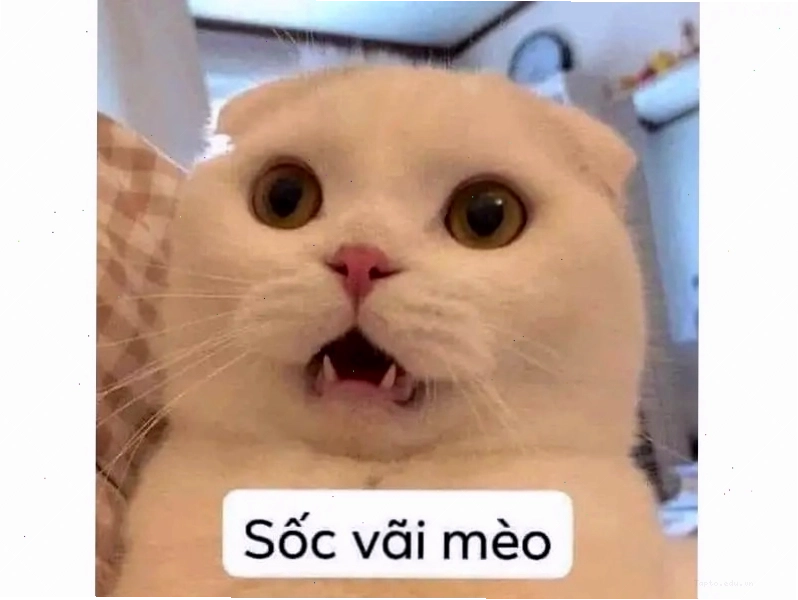 Meme mèo hài hước trong tình huống tréo ngoe