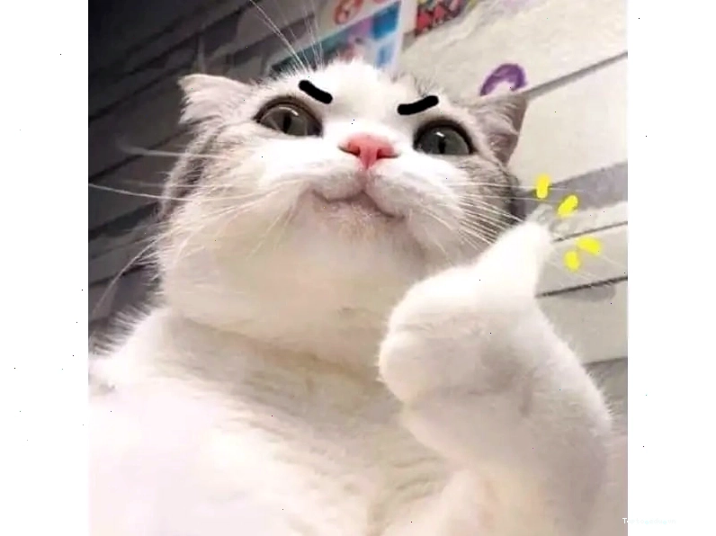 Meme mèo hài hước với tư thế ngủ lạ lùng