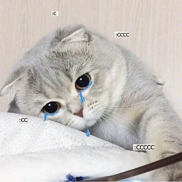 Meme mèo khóc lóc thảm thiết