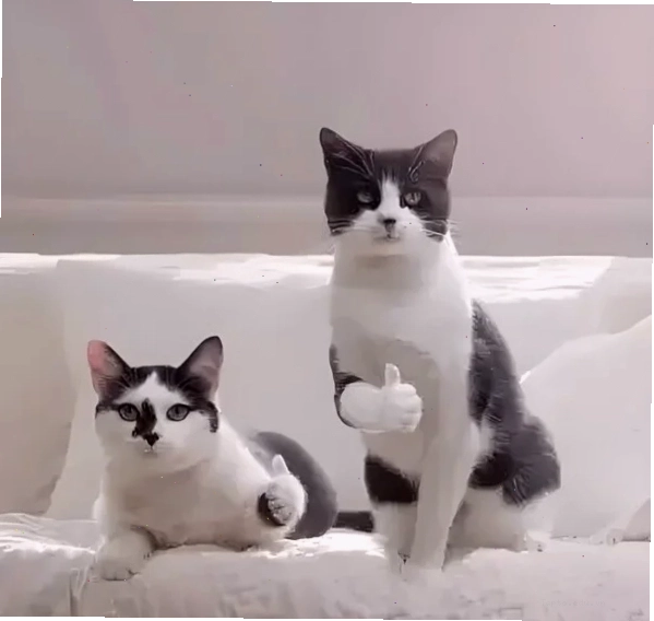 Meme mèo like thể hiện sự yêu thích