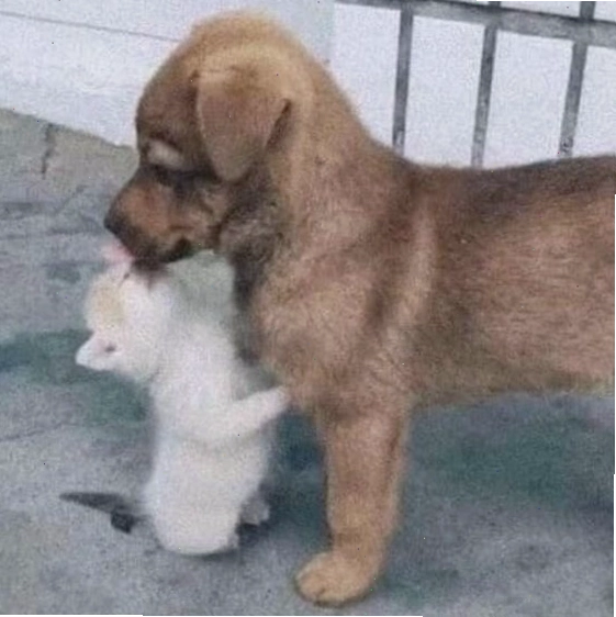 Meme mèo nằm cuộn tròn thể hiện sự cần được an ủi