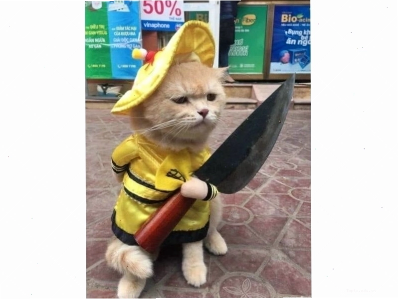 Meme mèo nhìn ngó xung quanh