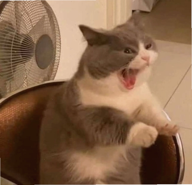 Meme mèo tức giận với biểu cảm hài hước