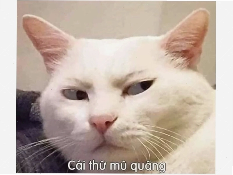 Meme mèo với ánh mắt ngơ ngác khi đang dỗi