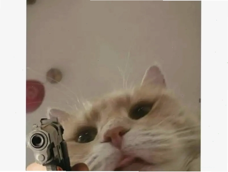 Meme mèo với biểu cảm đáng yêu